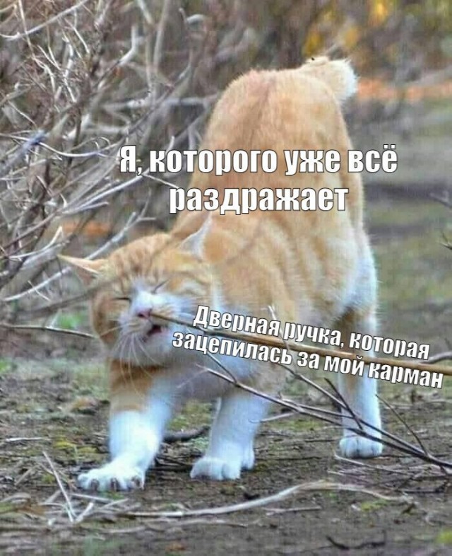 К котовторнику: подборка картинок-баянов с котиками и про котиков. Выпуск 24.