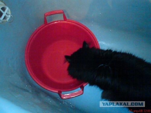 Котовторник  30.07.2013