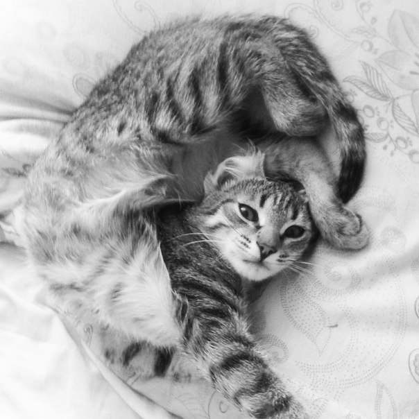 Польза от котов