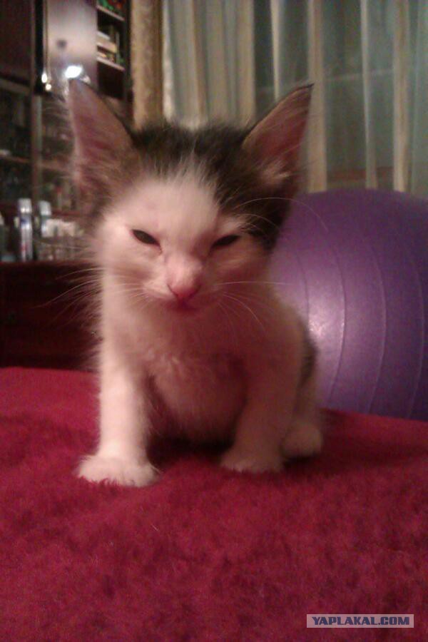 Котовторник 18.03.2014