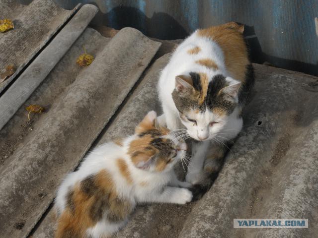 Котовторник  25.03.2014