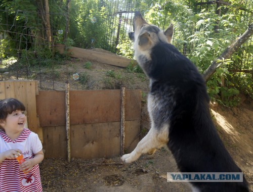 Мой малый друг Мухтар