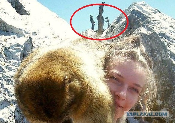 Прекрасное притягивает не только людей, но и ...