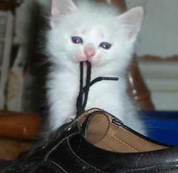 Коты, кошки, котята