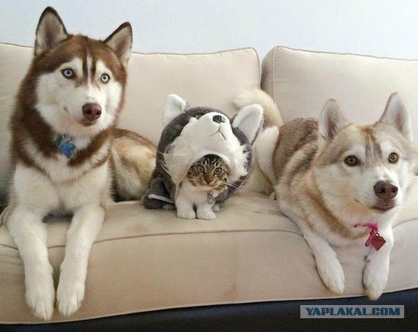 Скотинки - Животинки