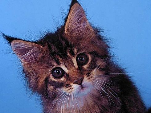 Коты, кошки, котята