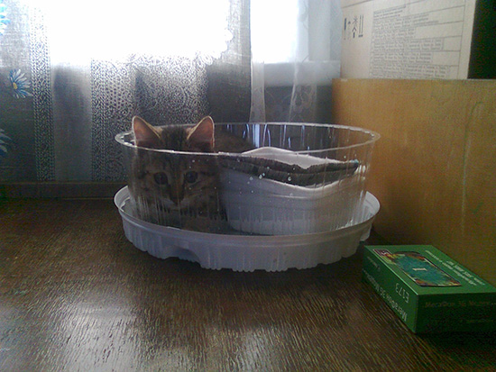 Котовторник  01.03.2016