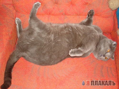 А вот и котовторник!