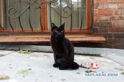 Ваши фотки котов на телефон