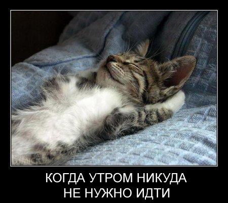 Мохнатые беспредельщики
