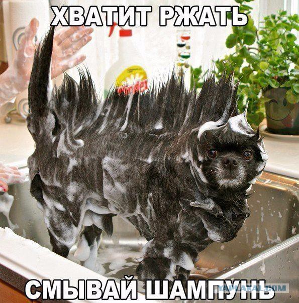 Прикольные и веселые картинки