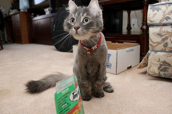Коты из сети