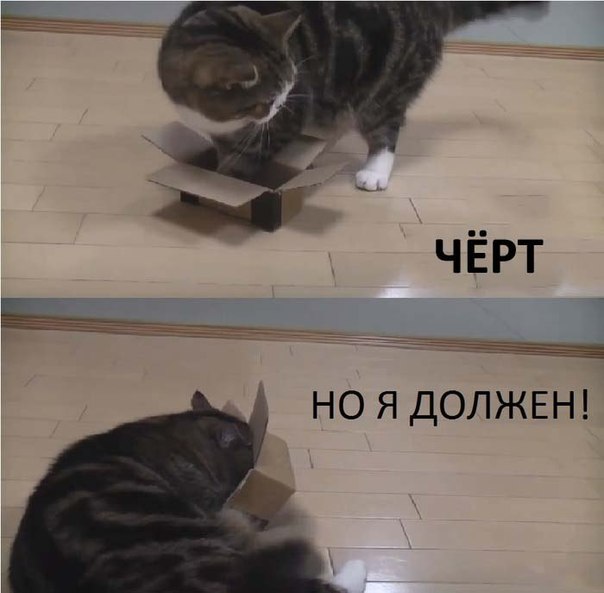 Коробочные коты или кошачий склад