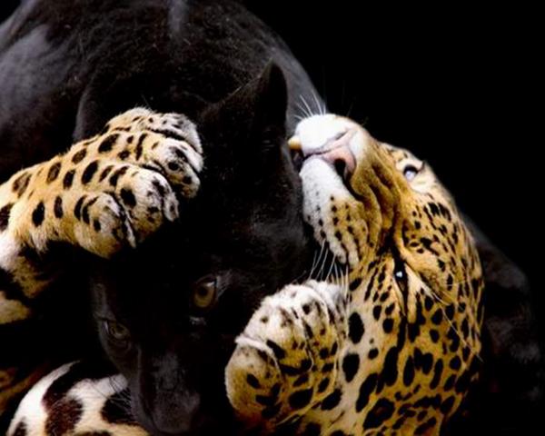 Самые смешные животные