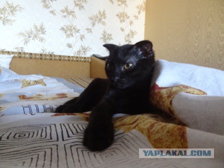 Котовторник 10.01.2017