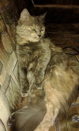 Котовторник 24.01.2017