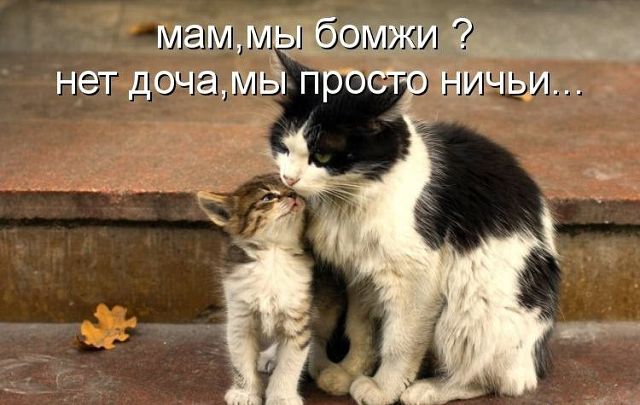 Коты и Кошки