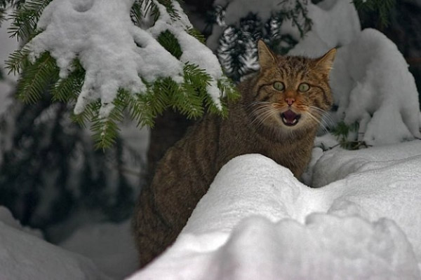 Коты и Кошки