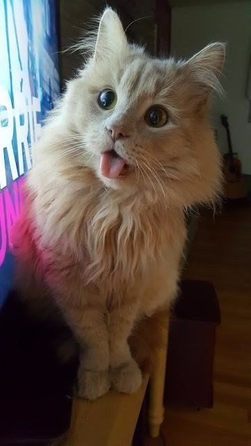 Коты и Кошки
