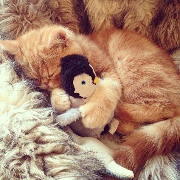 Коты и Кошки