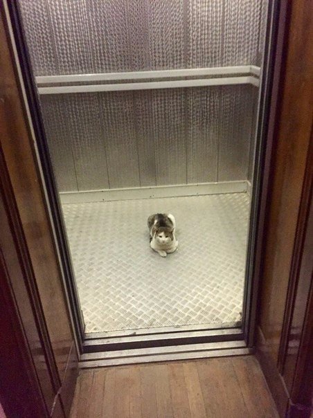 Коты и Кошки