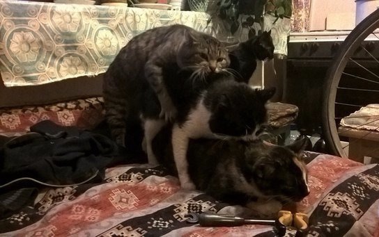 Коты и Кошки