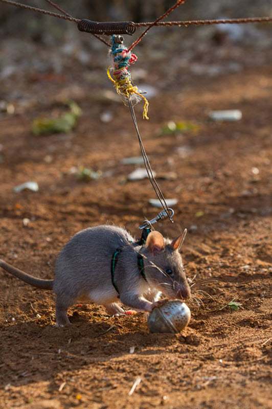 Подготовка крыс-саперов в Танзании и Мозамбике