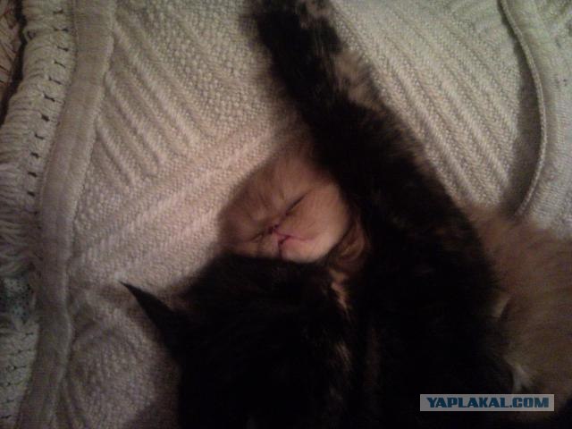 Котовторник 24.04.2012