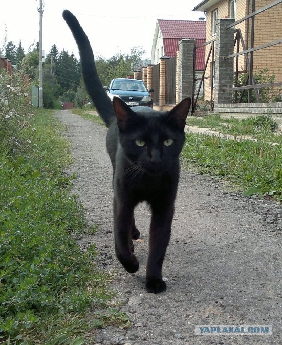 Котовторник  4.09.12