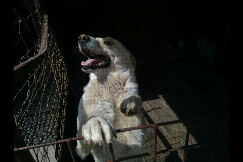 Пёс