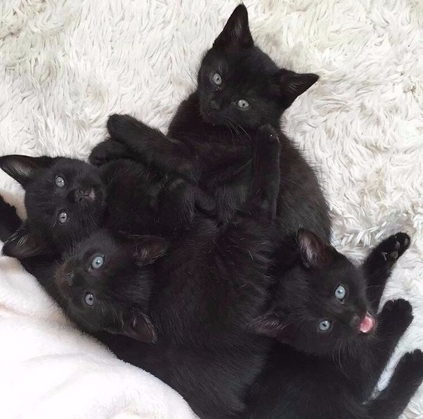 Забавные фото котеек
