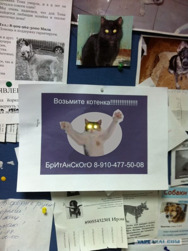 Возьмите котенка!
