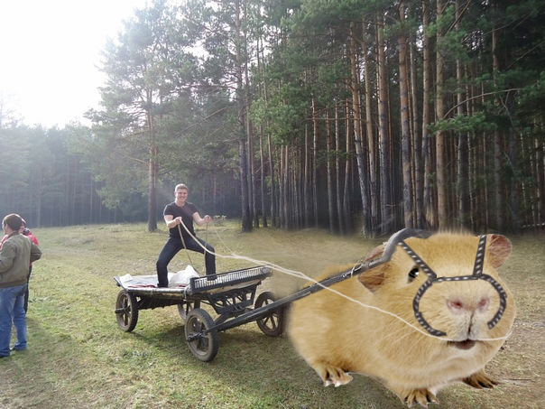 Фотожаба: если б я имел коня...