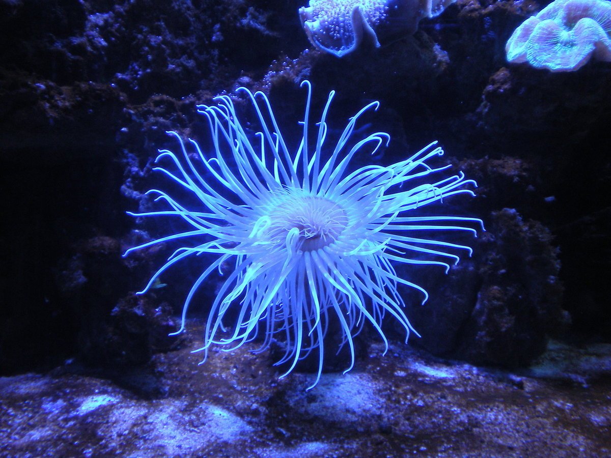 Кишечнополостные водоросли. Коралловые полипы актиния. Актиния Кишечнополостные. Актинии морские анемоны. Медуза актиния.