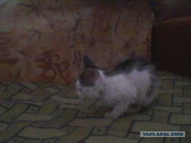 Котовторник 26.03.2013