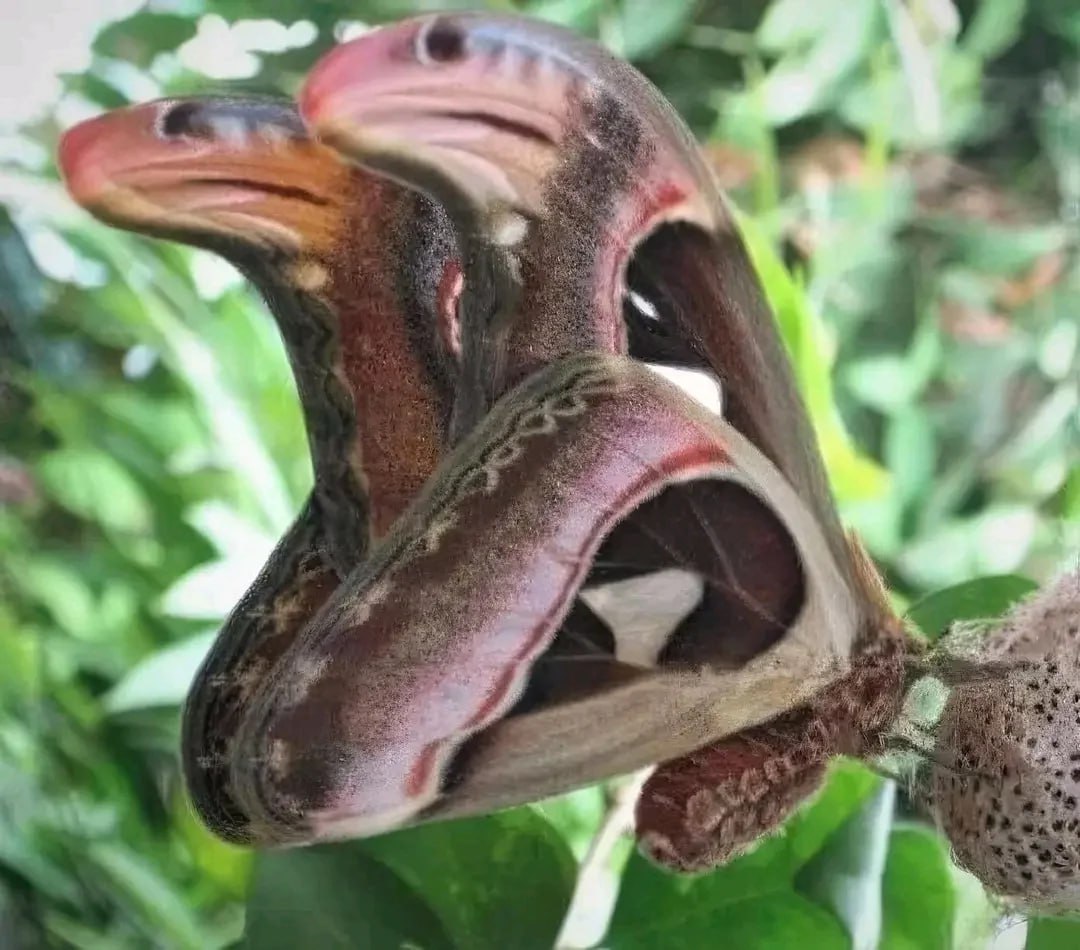 На этих фото Attacus Atlas