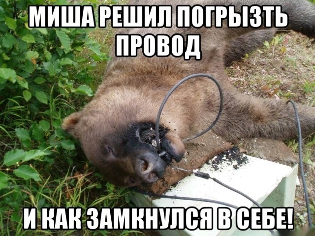 Пора деградировать. Дичь