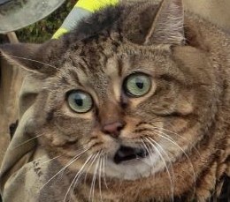 На Украине ТЦК мобилизовали кота