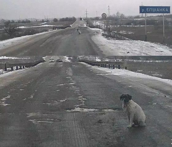 Пес-спасатель жил на дороге в чистом поле