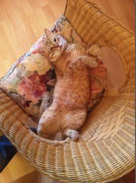 Котовторник