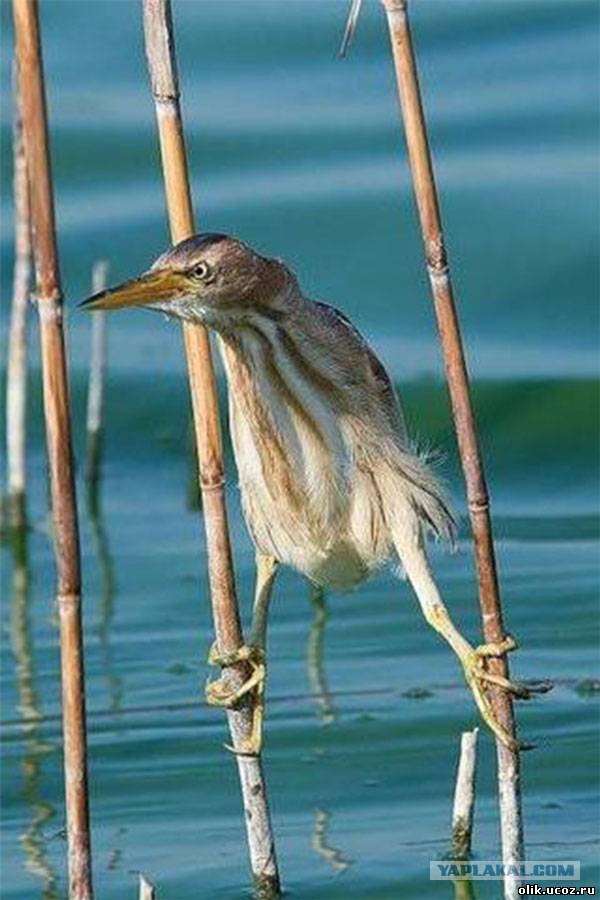 Есть следопыты на ЯПе?