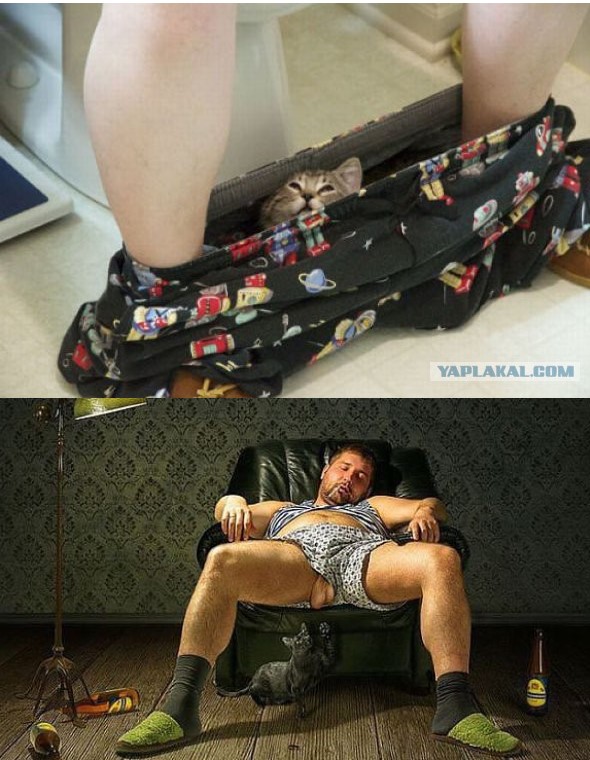 Коты в засаде