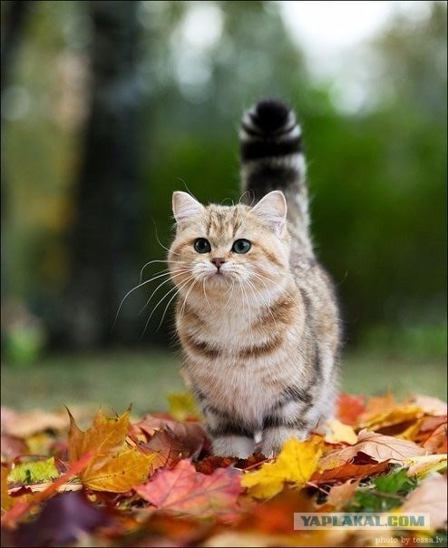 Котовторник 06.09.2016