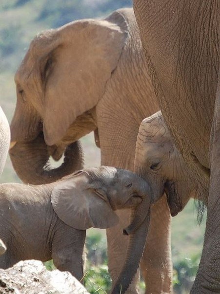 Самые смешные животные