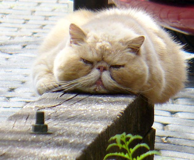 Коты из сети