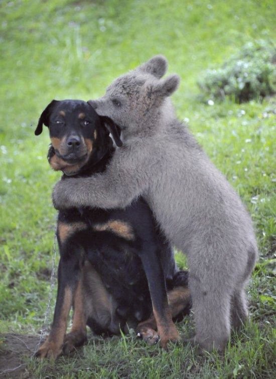 Самые смешные животные