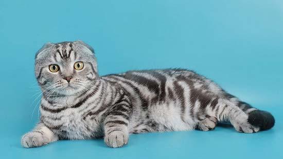 Коты и Кошки