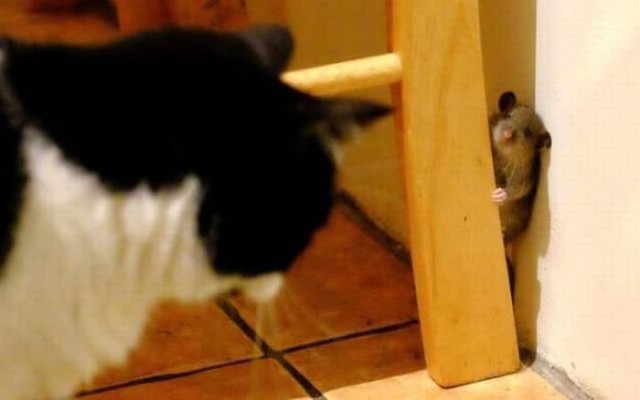 Коты и Кошки