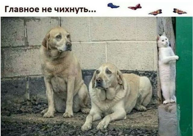 Подборка забавных животных