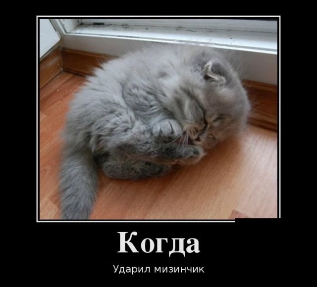 Не верь коту